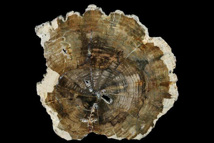 Petrified Wood (Conifer) Round - Grant County, Washington #175069